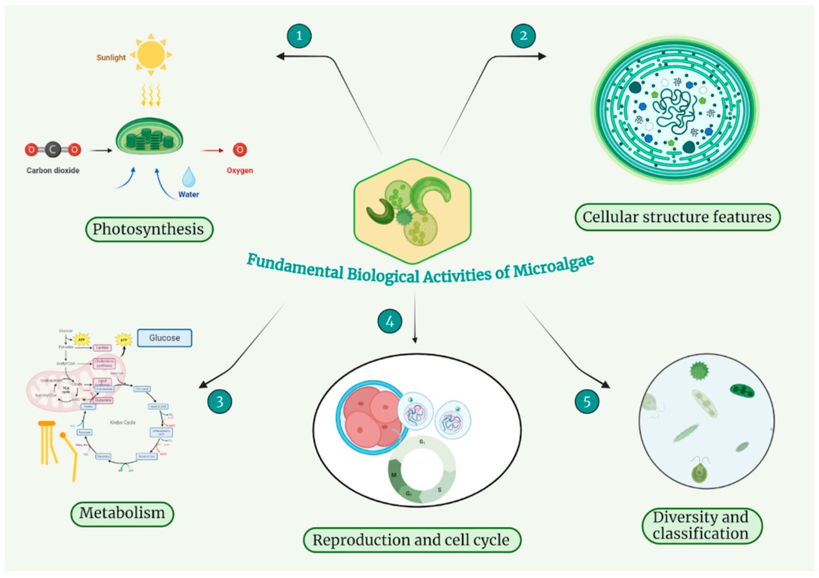 Microalgae as a source of antimicrobial compounds: A review of bioactive metabolites and their therapeutic awareness
